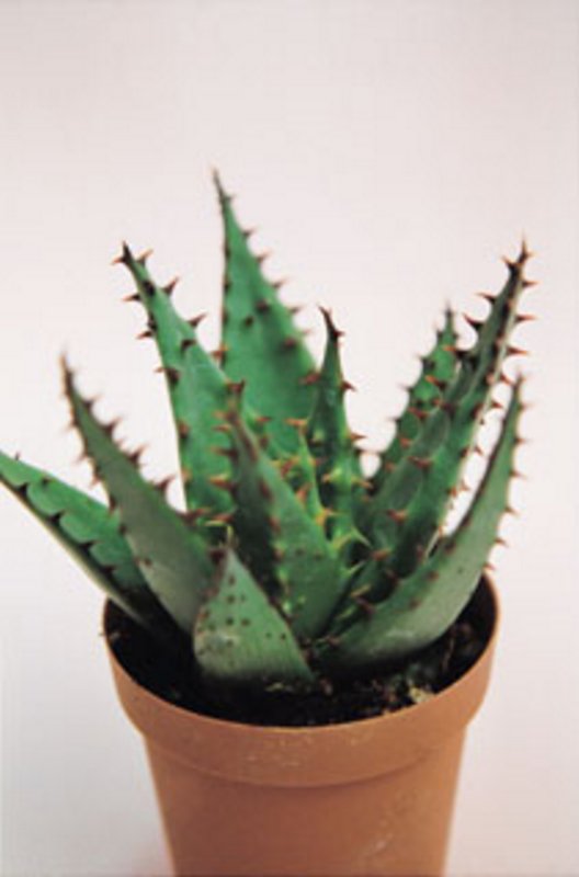 Aloe Broomii.jpg